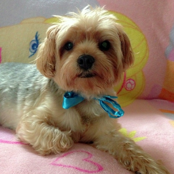 Meet your Posher, Christina - Picture 1 of 4